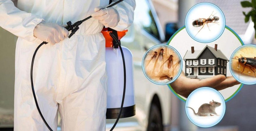 Seyitgazi Böcek İlaçlama